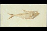 Fossil Fish (Diplomystus) - Green River Formation #122738-1